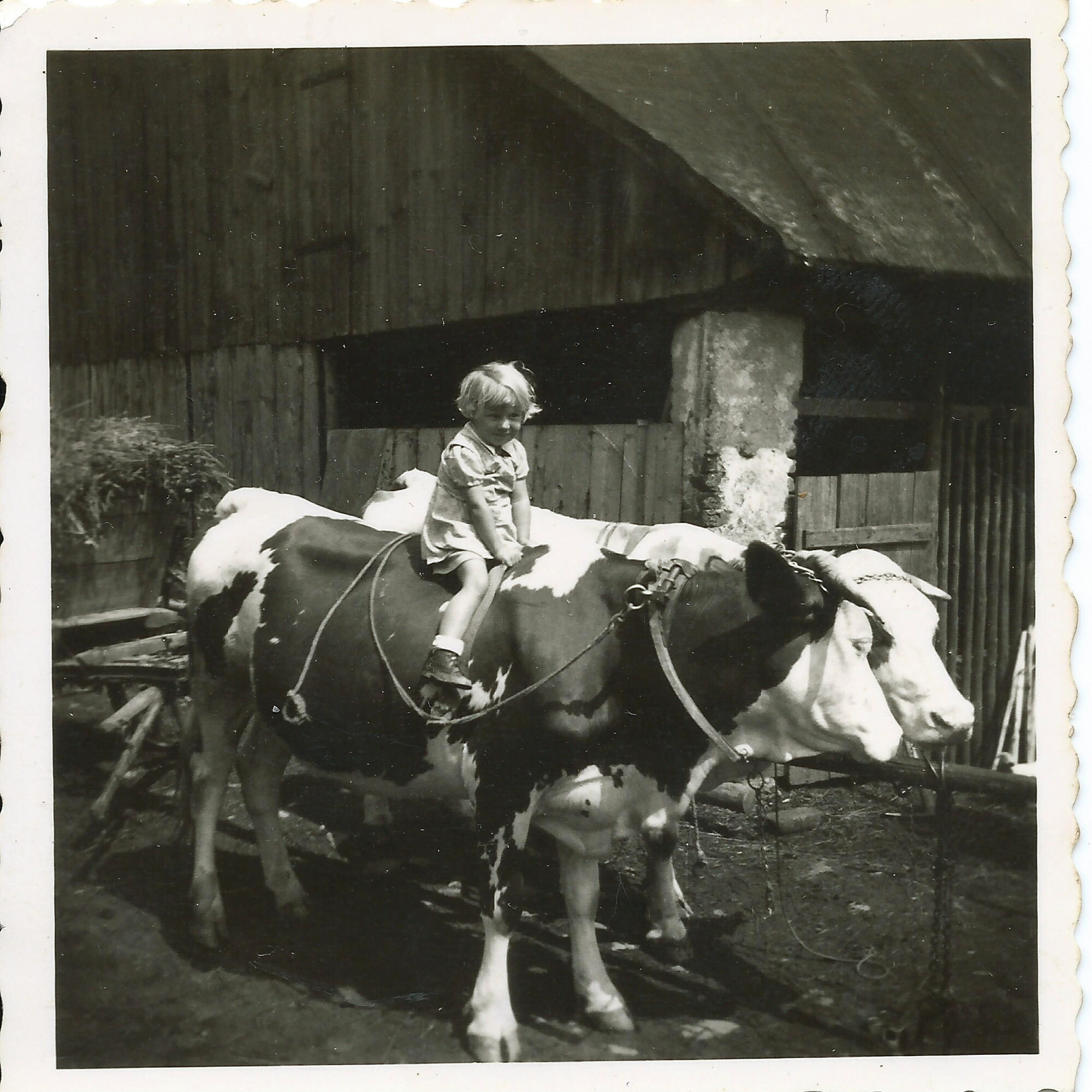 Holčička na krávě z archivu Marie Bublové
